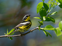 Setophaga magnolia MAGNOLIA WARBLER 9046397z