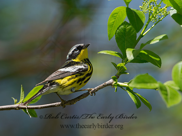Setophaga magnolia  MAGNOLIA WARBLER 9046397z