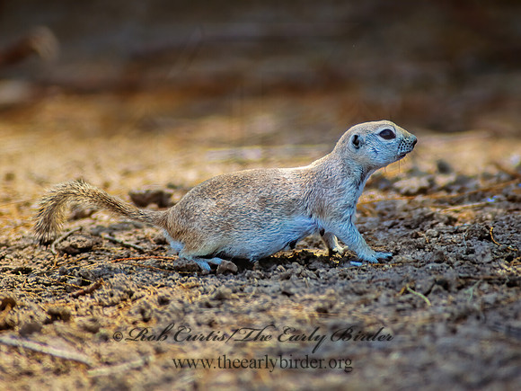 Xerospermophilus tereticaudus  ROUND-TAILED GROUND SQUIRREL 108721z