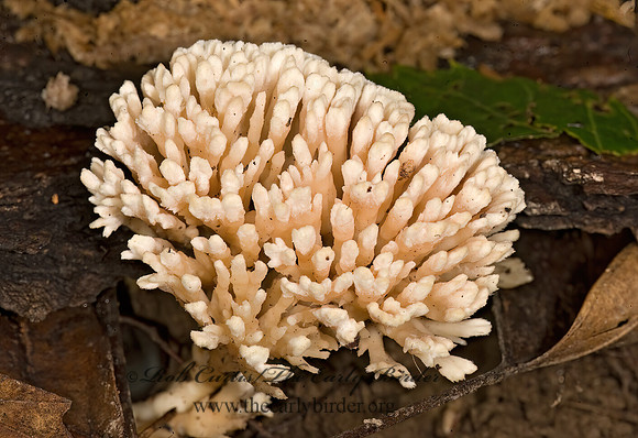 Sebacina schweinitzii  CORAL MUSHROOM 8016225z
