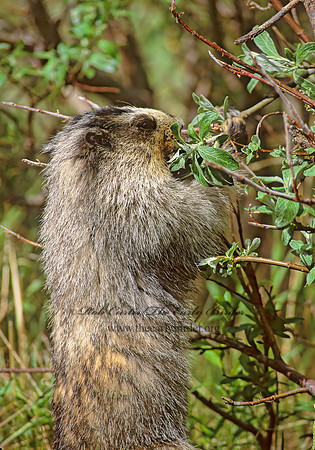 Marmota calligata  HOARY MARMOT 240710z
