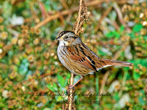Melospiza georgiana  SWAMP SPARROW 1277923z
