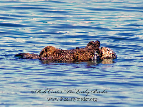 Enhydra lutris kenyoni  NORTHERN SEA OTTER 229918z