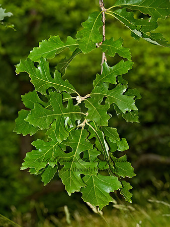 Quercus macrocarpa  BUR OAK 5009108z