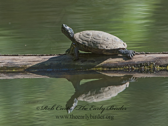 Actinemys marmorata  NORTHWESTERN POND TURTLE 9058941z