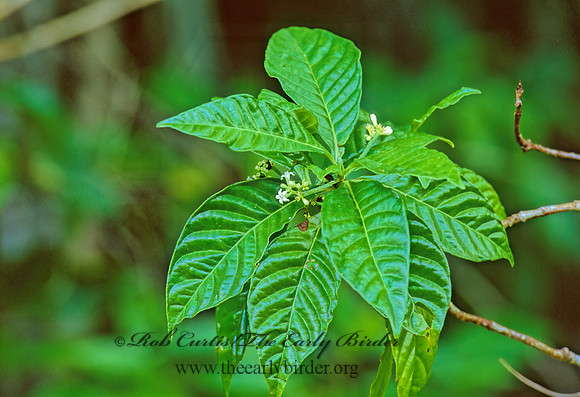 Psychotria nervosa  WILD COFFEE  251816z