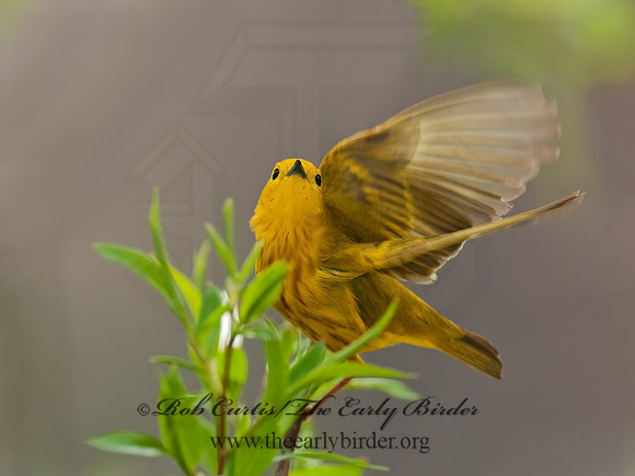 Setophaga petechia  YELLOW WARBLER 3007334z