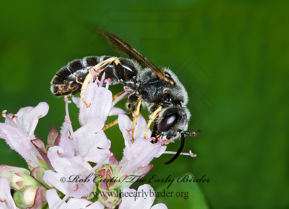 Halictus rubicundus 6011100 M z