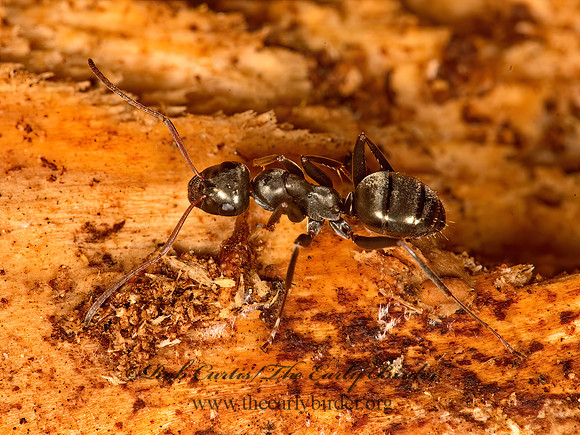 Formica fuscus grp  FIELD ANT 9058186z