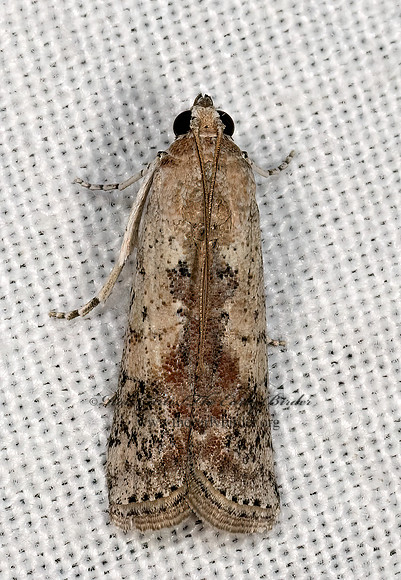 Crocidomera imitata  PHYCITINI PYRALID MOTH 3030752z