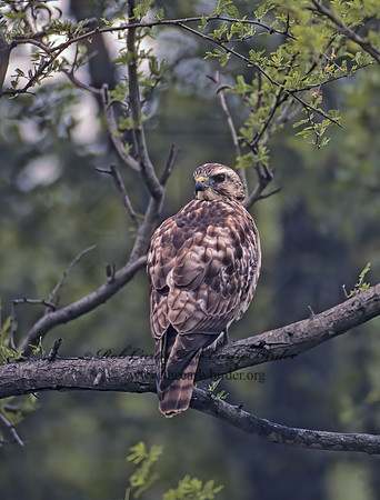 Buteo platypterus  BROAD-WINGED HAWK 90017z