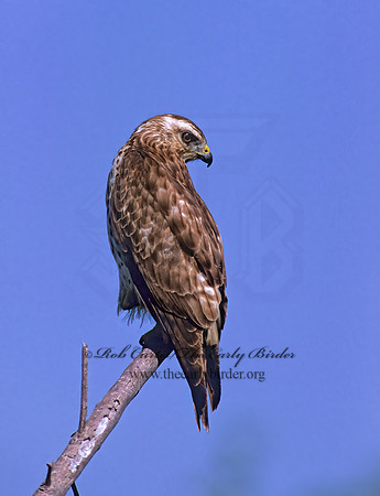 Buteo platypterus  BROAD-WINGED HAWK 258032z