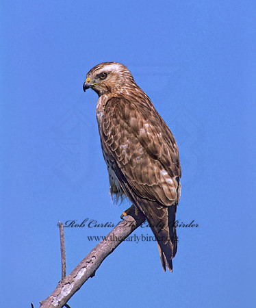 Buteo platypterus  BROAD-WINGED HAWK 258026z