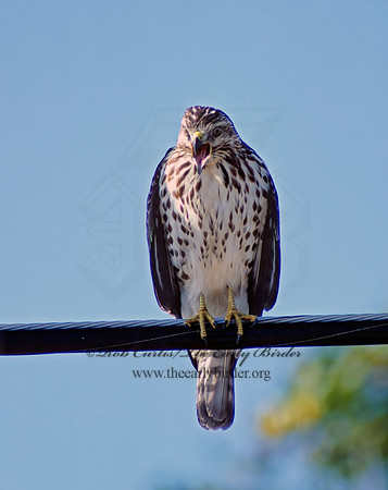 Buteo platypterus  BROAD-WINGED HAWK 7832z
