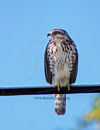 Buteo platypterus  BROAD-WINGED HAWK 7833z