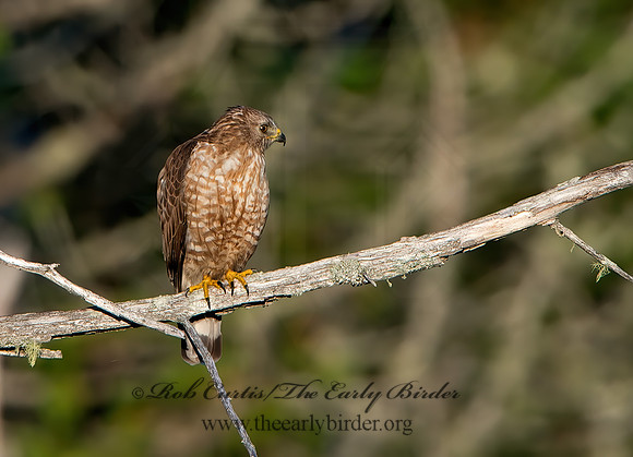 Buteo platypterus  BROAD-WINGED HAWK 9036355z