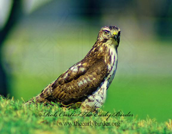 Buteo platypterus  BROAD-WINGED HAWK 8004z