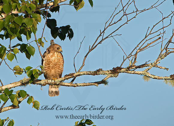 Buteo platypterus  BROAD-WINGED HAWK 9036357z