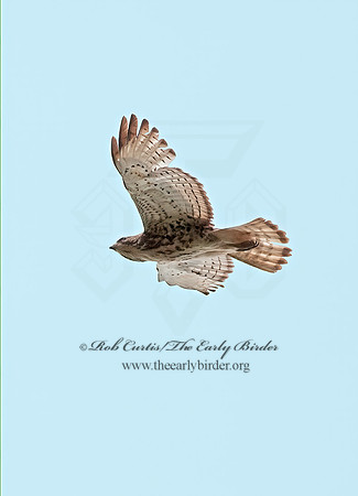 Buteo platypterus  BROAD-WINGED HAWK 8030911z