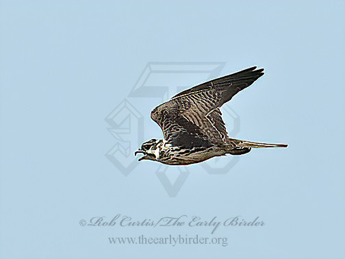 Falco mexicanus  PRAIRIE  FALCON 6036695z
