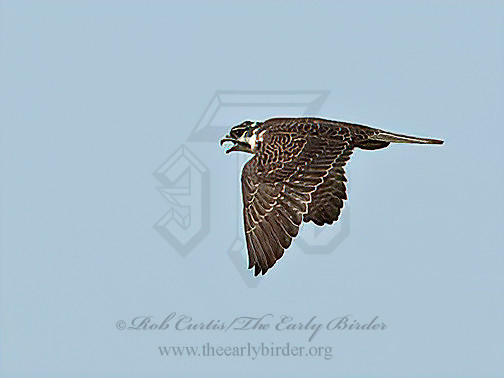 Falco mexicanus  PRAIRIE  FALCON 6036696z