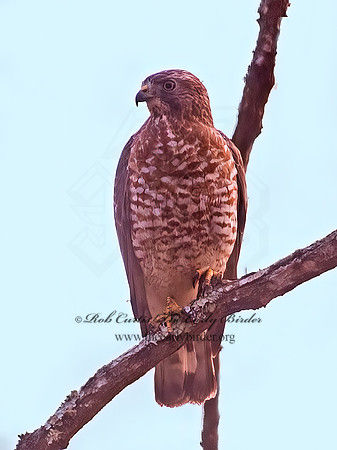 Buteo platypterus  BROAD-WINGED HAWK 6038169z