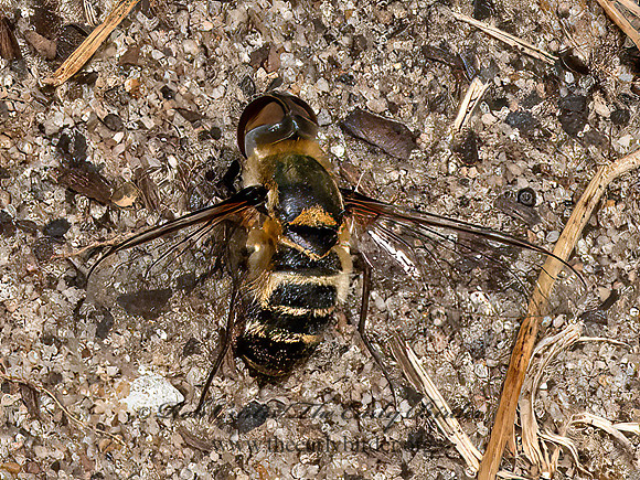 Anthracinae BEE FLY 3023048z
