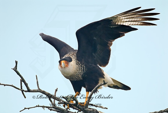 Caracara plancus  CRESTED CARACARA 6023188-1z
