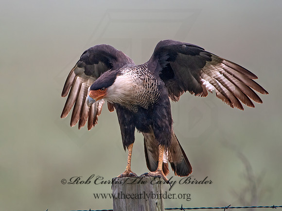 Caracara plancus  CRESTED CARACARA 6039033z