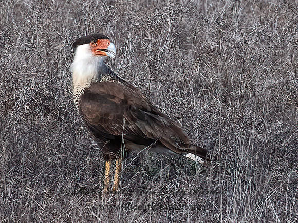 Caracara plancus  CRESTED CARACARA 6040406z