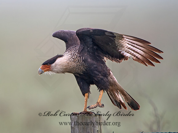Caracara plancus  CRESTED CARACARA 6039036z