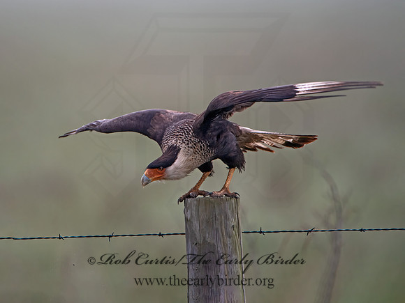 Caracara plancus  CRESTED CARACARA 6039039z