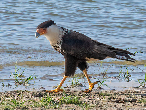 Caracara plancus  CRESTED CARACARA 6040413z