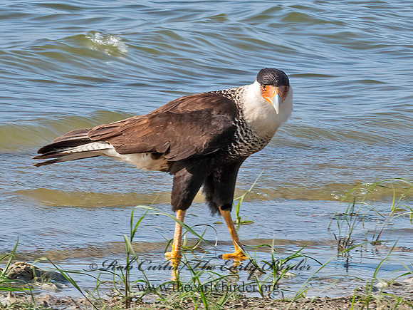 Caracara plancus  CRESTED CARACARA 6040416z