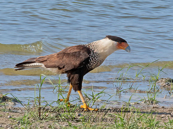 Caracara plancus  CRESTED CARACARA 6040421z