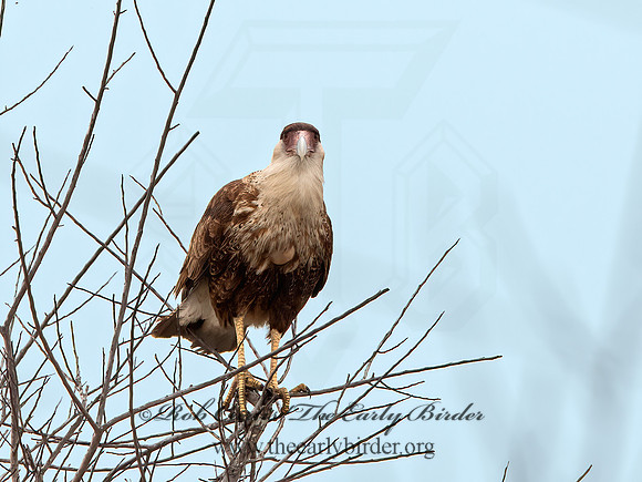 Caracara plancus  CRESTED CARACARA 6039050z