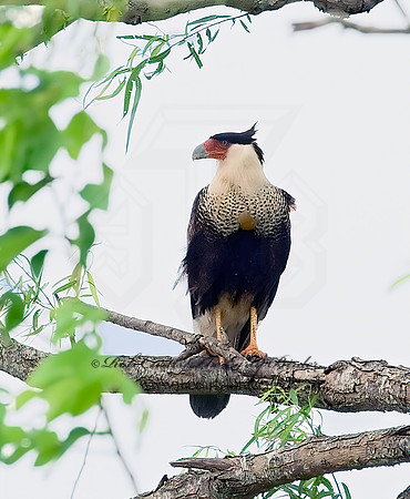 Caracara plancus  CRESTED CARACARA 7004826z