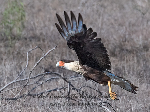 Caracara plancus  CRESTED CARACARA 6040409z