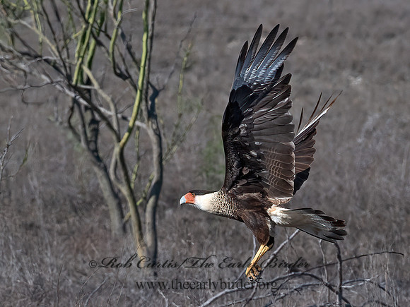 Caracara plancus  CRESTED CARACARA 6040410z