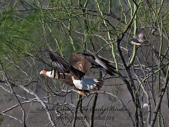 Caracara plancus  CRESTED CARACARA 6040412z