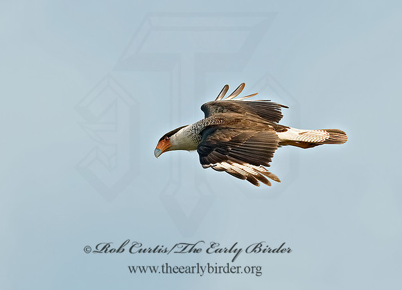 Caracara plancus  CRESTED CARACARA 7005208z