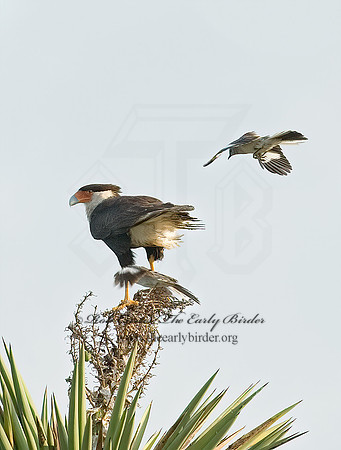 Caracara plancus  CRESTED CARACARA 7005204z