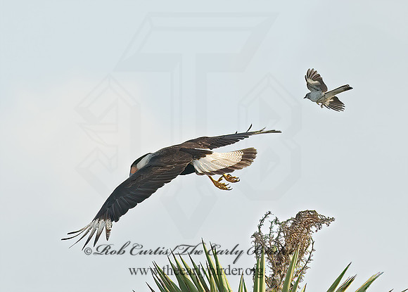 Caracara plancus  CRESTED CARACARA 7005206z