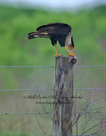 Caracara plancus  CRESTED CARACARA 47524z
