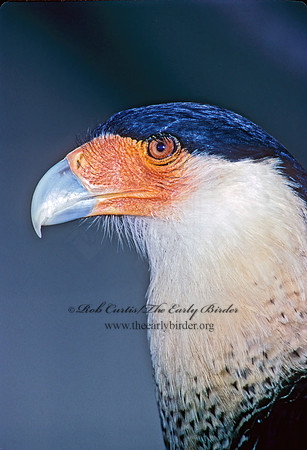 Caracara plancus  CRESTED CARACARA 93510z