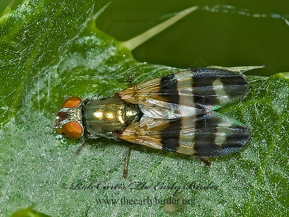 Chaetopsis masyla  PICTURE-WINGED FLY 5008034z