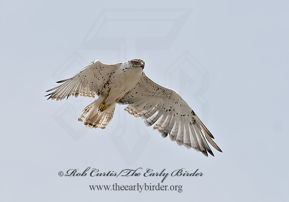 Buteo regalis  FERRUGINOUS HAWK 6027897z