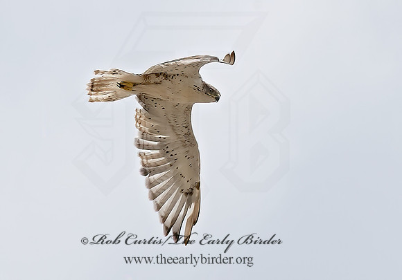 Buteo regalis  FERRUGINOUS HAWK 6027902z