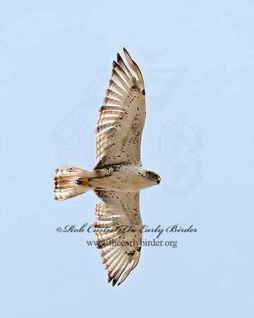 Buteo regalis  FERRUGINOUS HAWK 6027900z