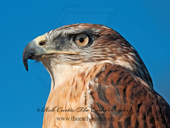 Buteo regalis  FERRUGINOUS HAWK 8027020z